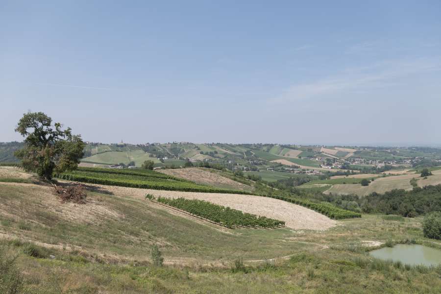 Cantina Visconti - Vigne