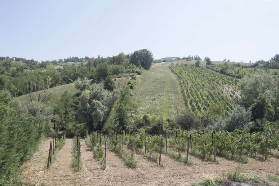 Illica vini - vigna