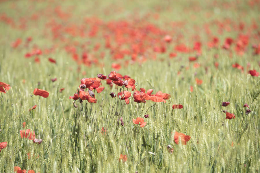 Piacenza come arrivare - val Trebbia -campo papaveri in fiore