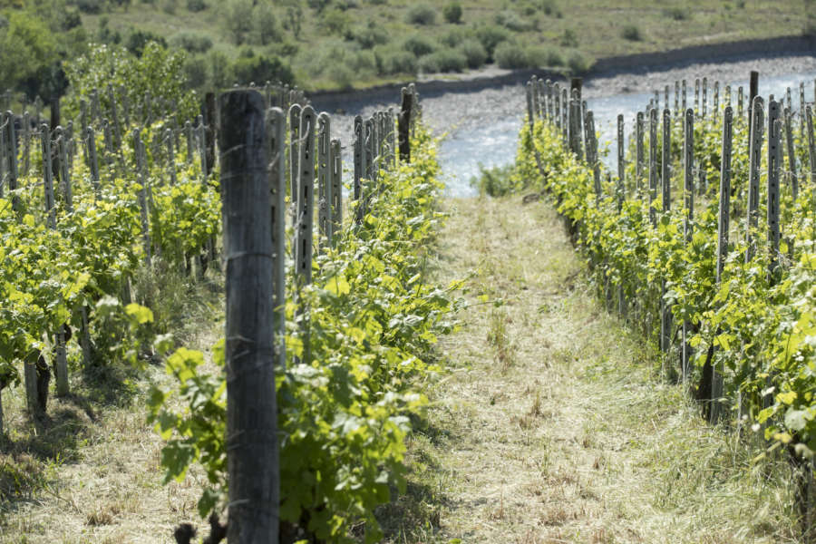 Piacenza come arrivare - val Trebbia - vigneti