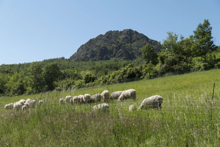 Piacenza il territorio - val Trebbai - pascoli