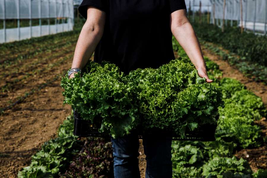 Azienda agricola Monastero - insalata