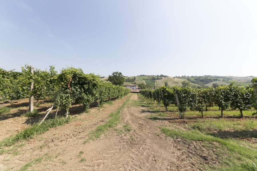 Azienda_Agricola_Il_Casello - vigna