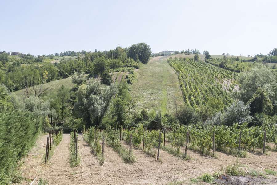 Villa Rosa vini - vigne