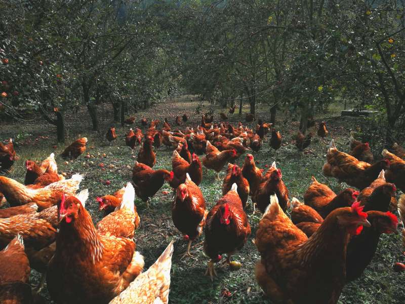 Azienda Agricola Biofilia