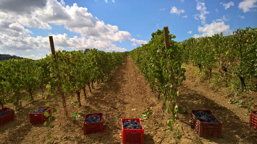 Casa Benna vendemmia