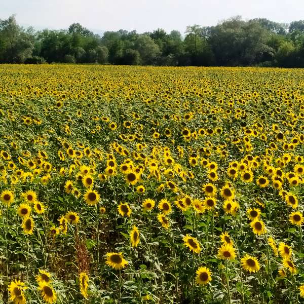 Landini - girasoli