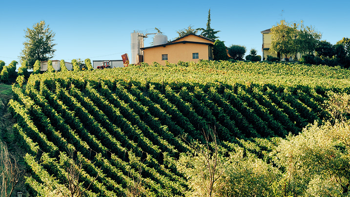 foto Azienda Agricola Casamiglio La Pioppa