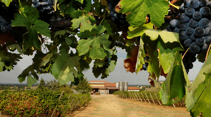 zienda Agricola Casamiglio La Pioppa - foto azienda 2