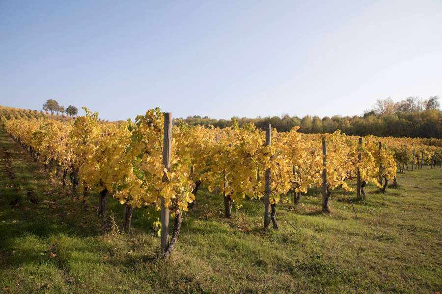 tenuta il rintocco - vigna