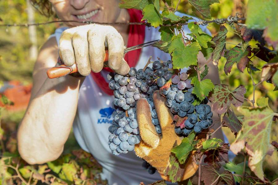 tenuta il rintocco - vendemmia